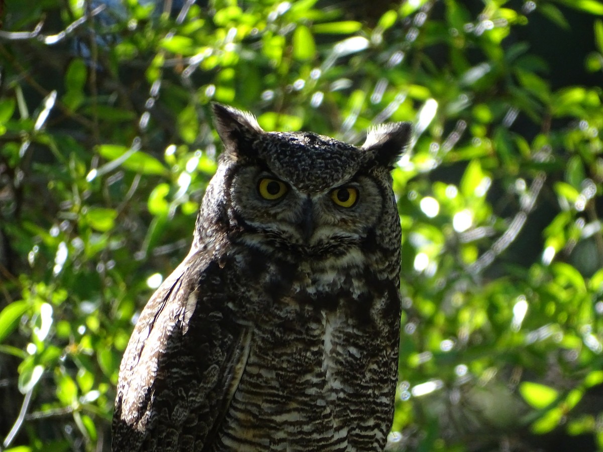 Great Horned Owl - ML620147776