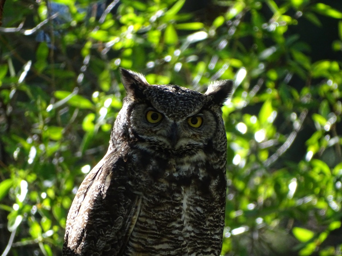 Great Horned Owl - ML620147777