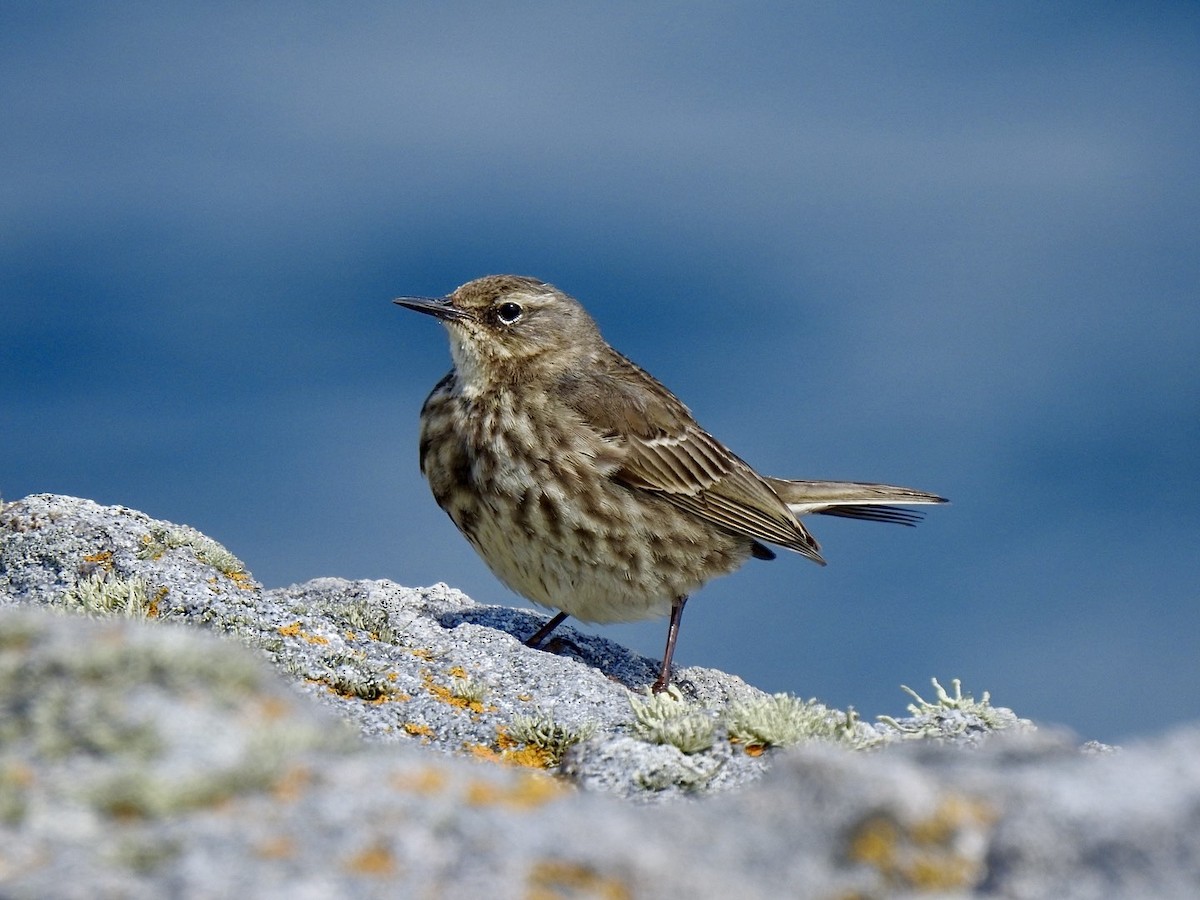 Pipit maritime (petrosus/kleinschmidti) - ML620147783