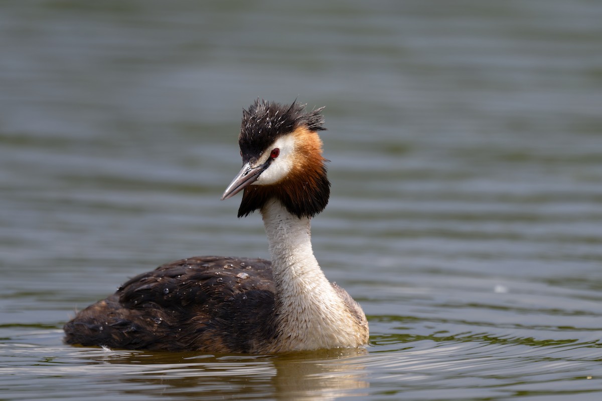 Great Crested Grebe - ML620147785
