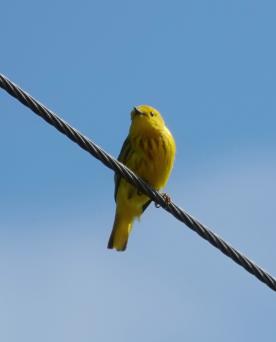 Yellow Warbler - ML620147792