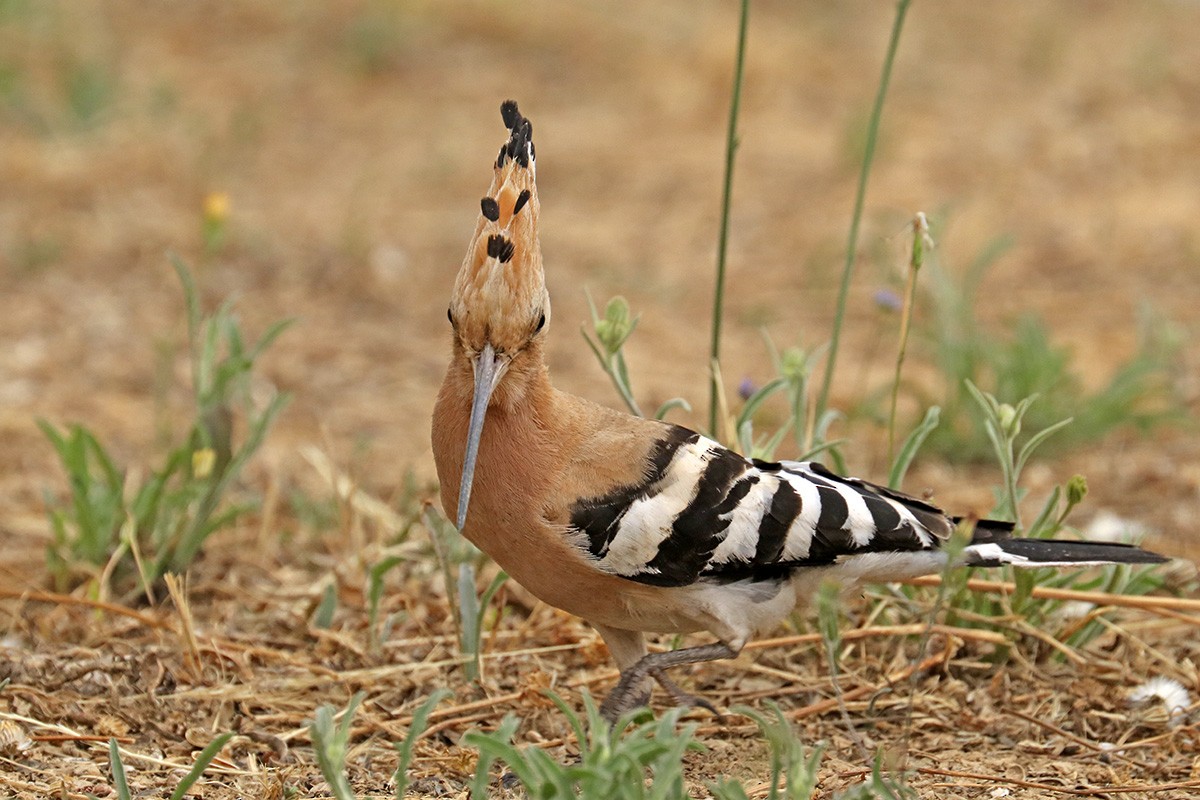 Eurasian Hoopoe - ML620147793