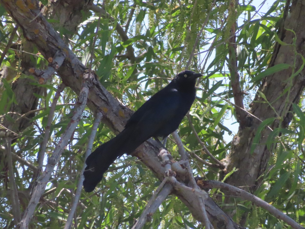 Great-tailed Grackle - ML620147795