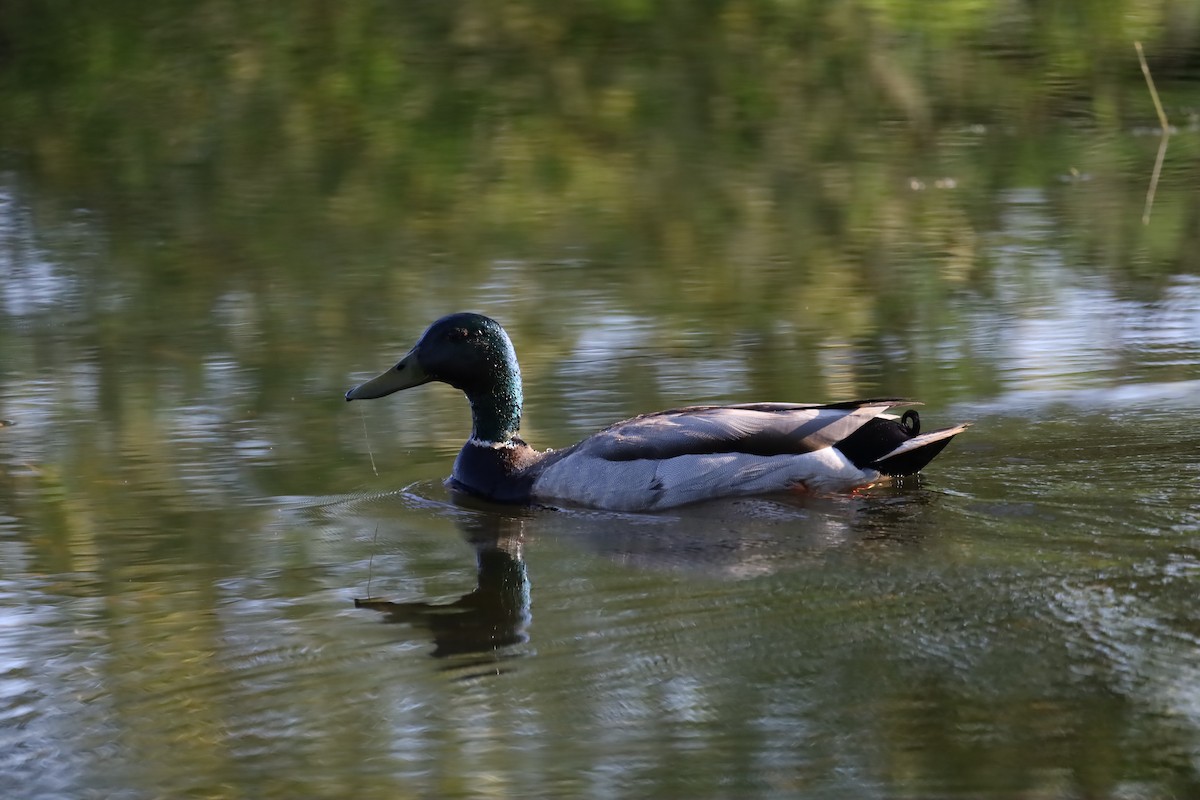 Canard colvert - ML620147799