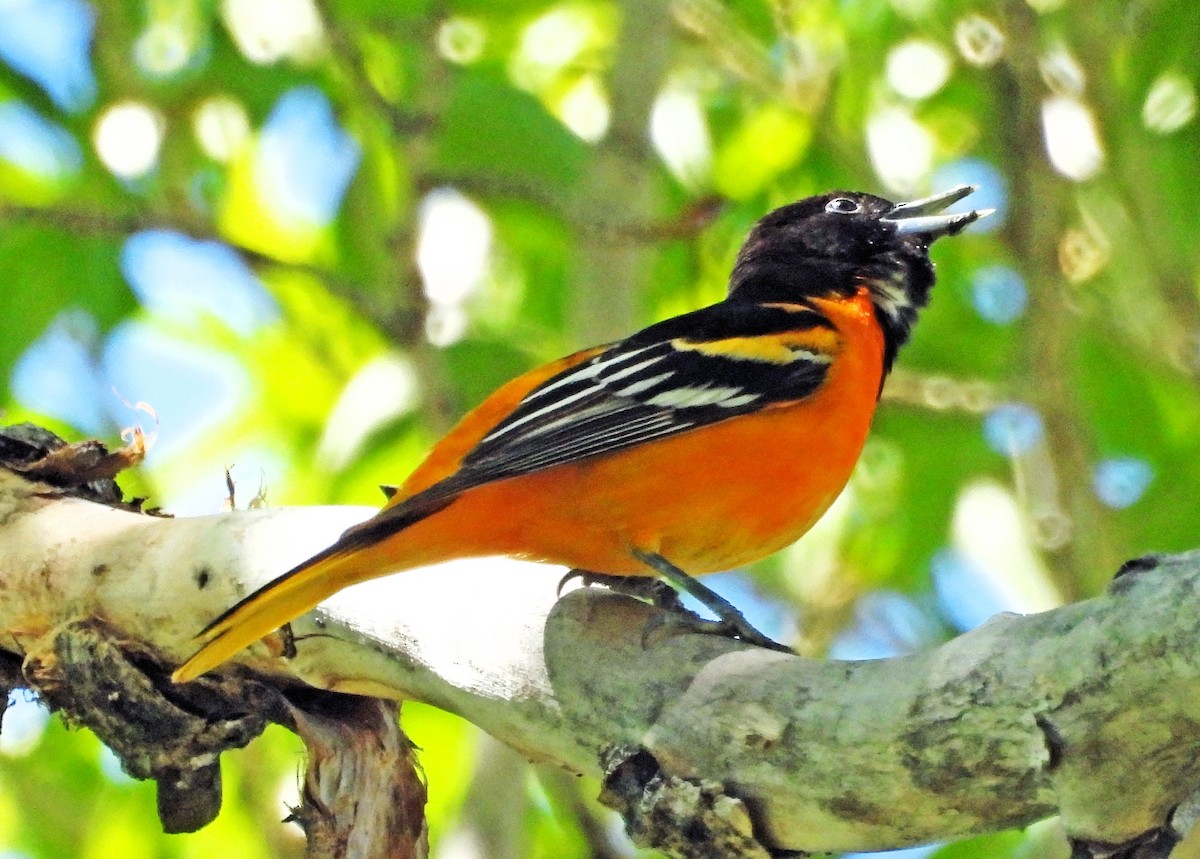 Baltimore Oriole - ML620147801