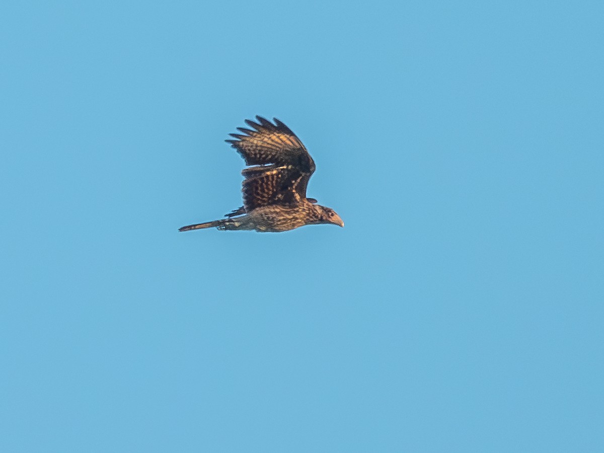 Caracara Chimachima - ML620147806