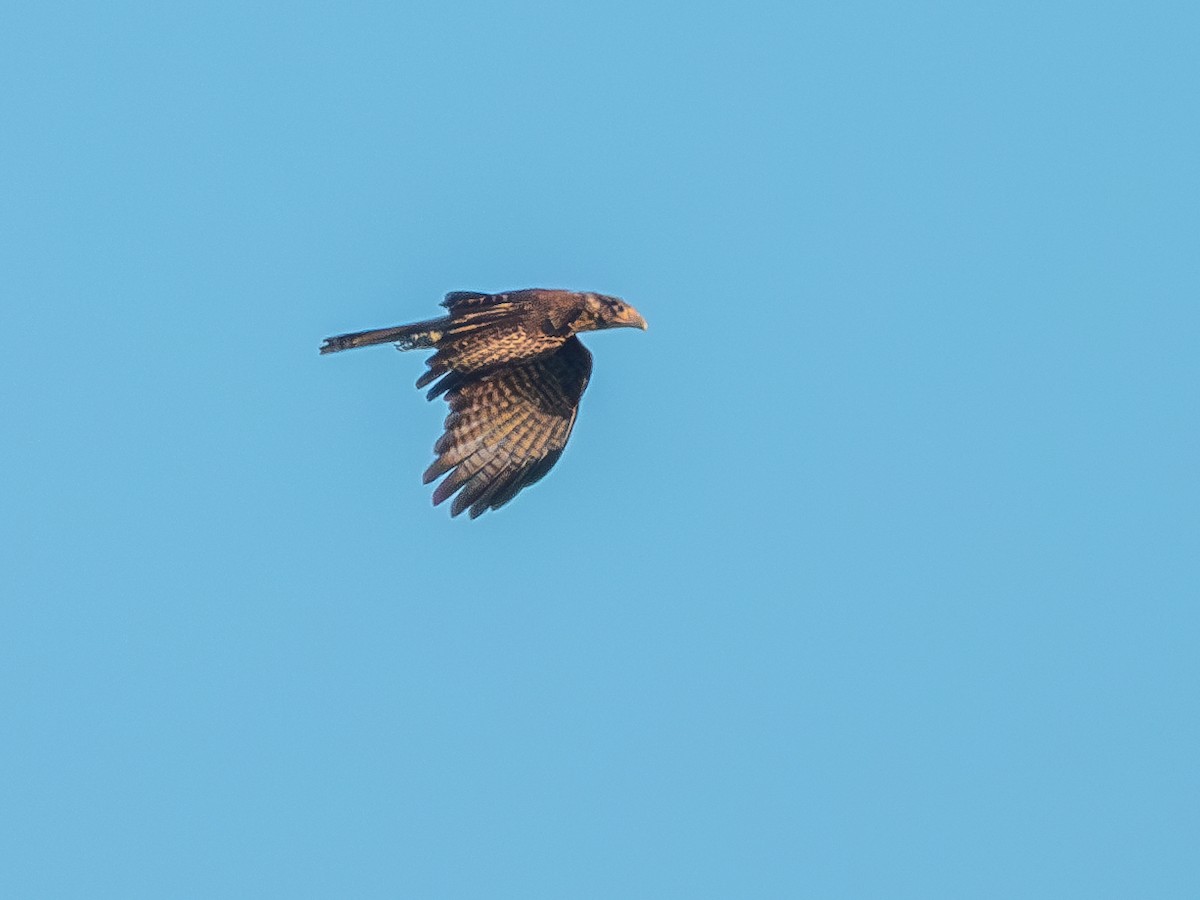 Yellow-headed Caracara - ML620147807