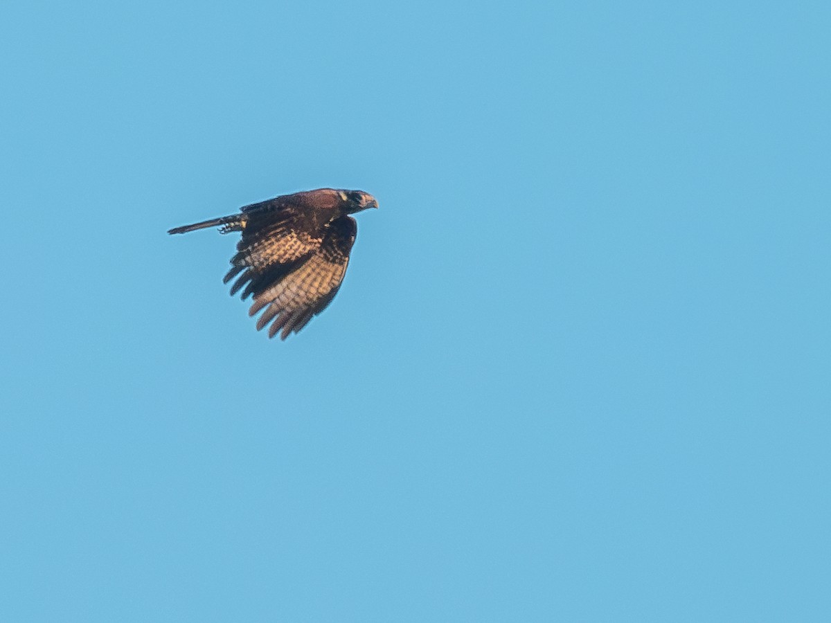 Yellow-headed Caracara - ML620147809