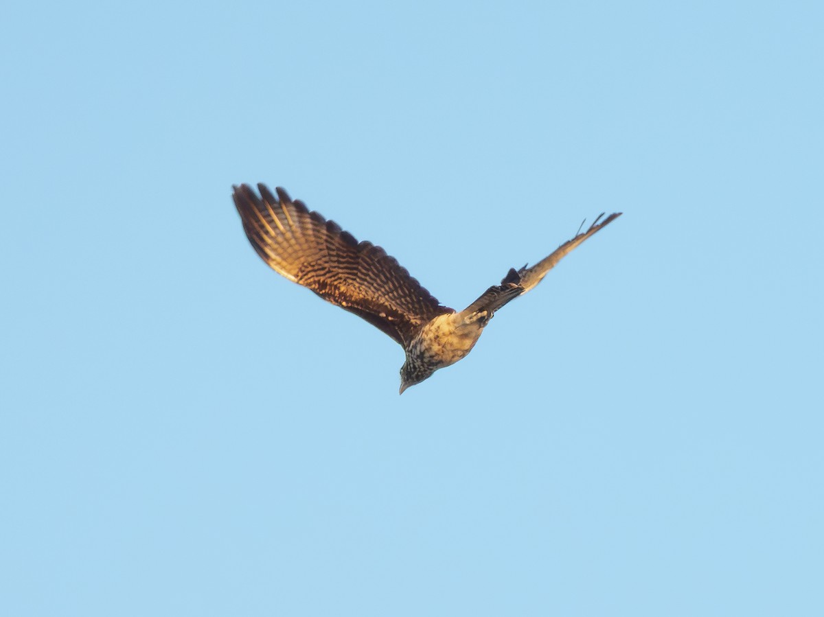 Yellow-headed Caracara - ML620147810