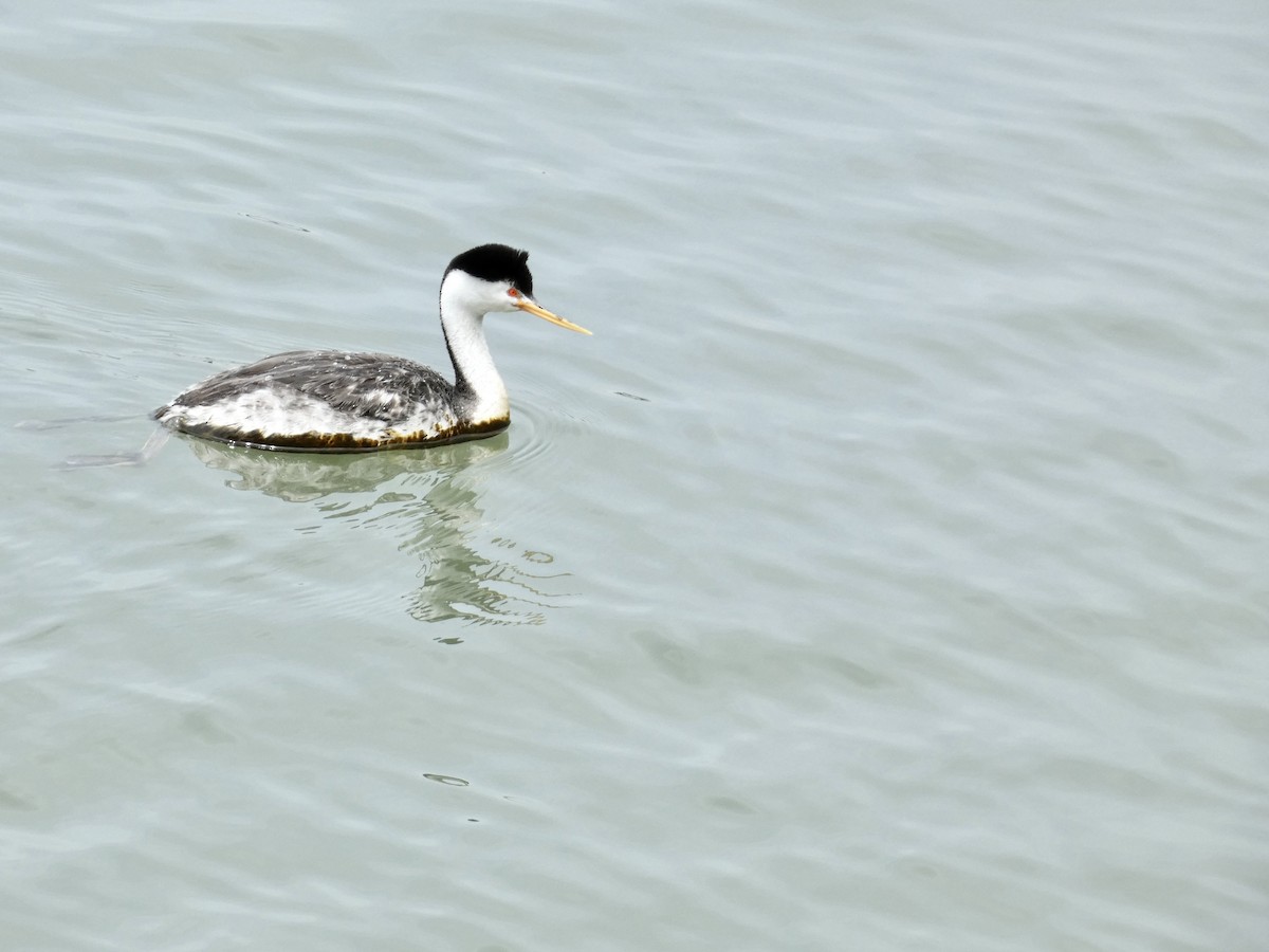 Western Grebe - ML620147812