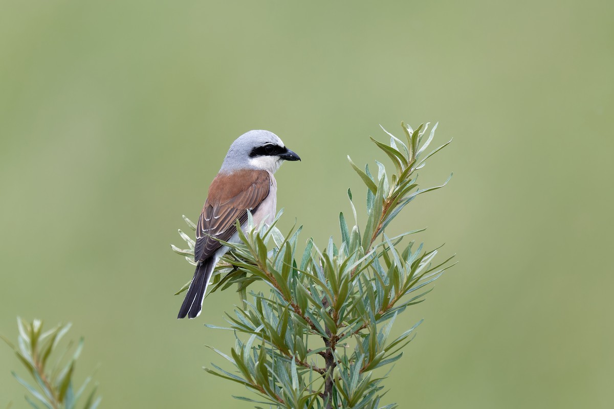 Red-backed Shrike - ML620147816