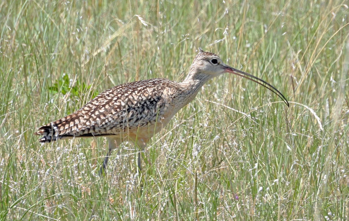 Long-billed Curlew - ML620147819
