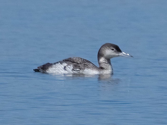 Common Loon - ML620147820