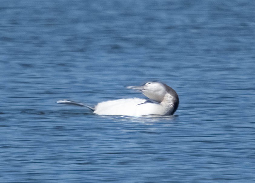 Common Loon - ML620147821