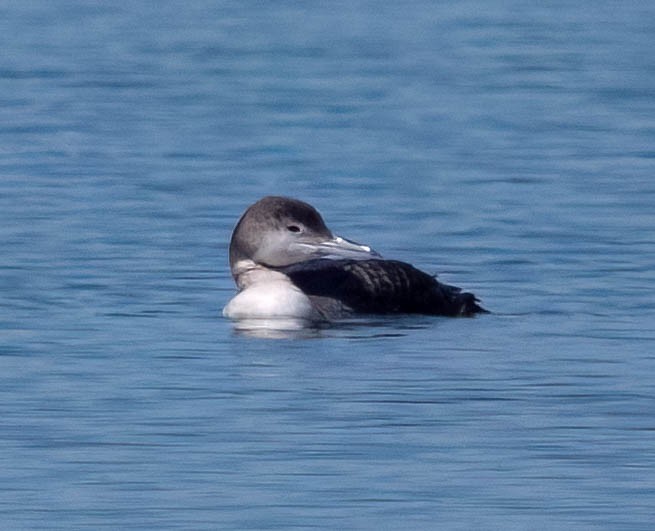 Common Loon - ML620147822