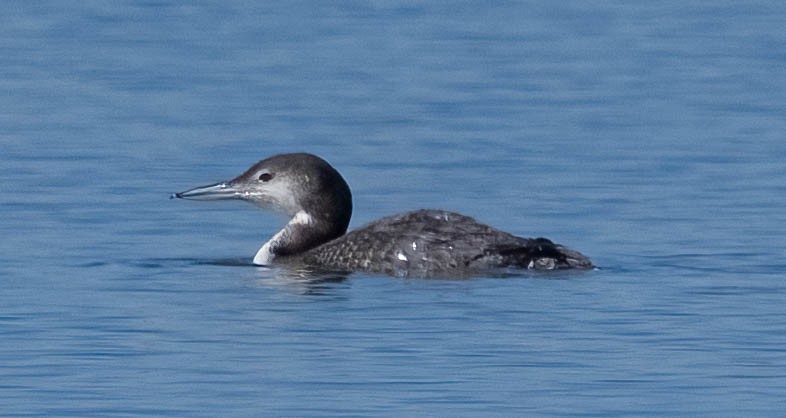 Common Loon - ML620147823