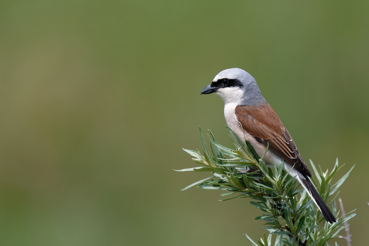 Red-backed Shrike - ML620147825