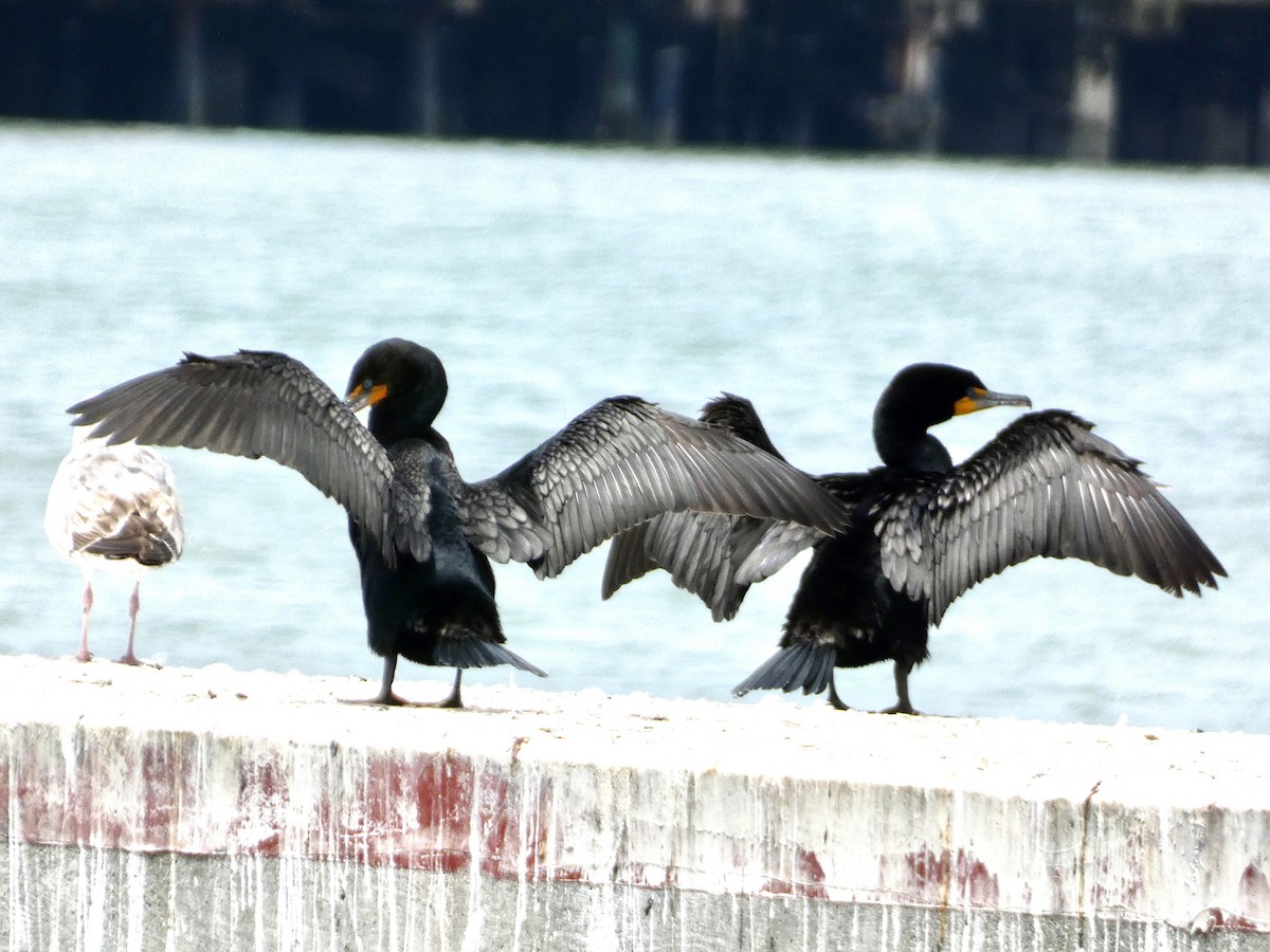 Double-crested Cormorant - ML620147826