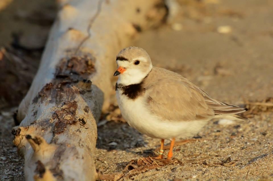 Piping Plover - ML620147828