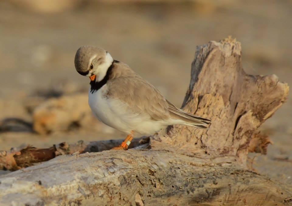 Piping Plover - ML620147830