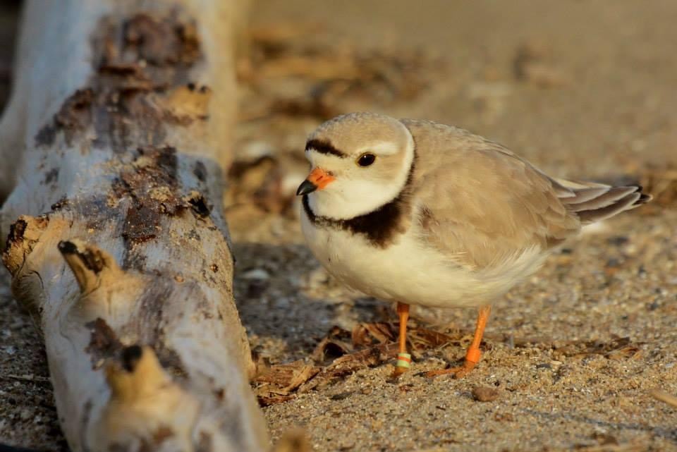 Piping Plover - ML620147831