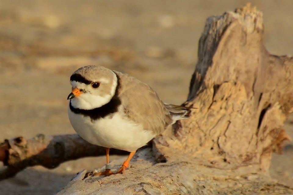 Piping Plover - ML620147832