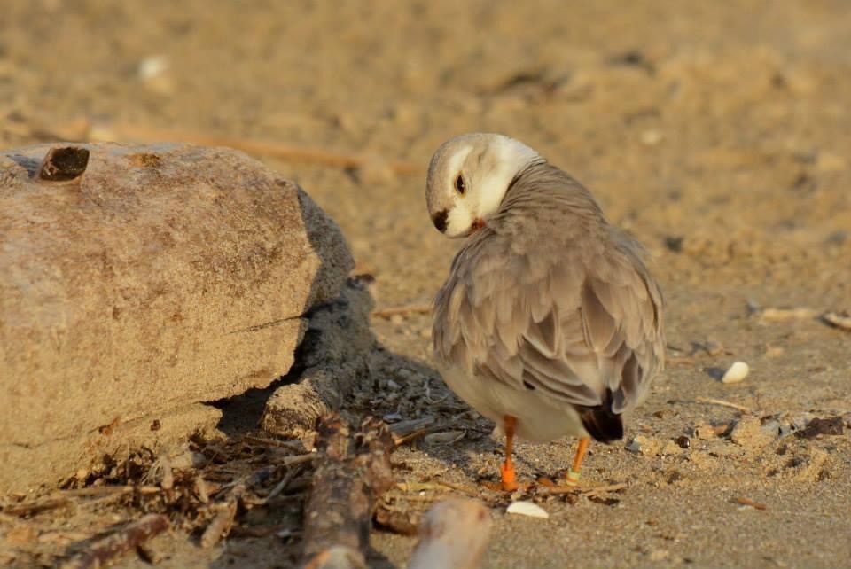 Piping Plover - ML620147833