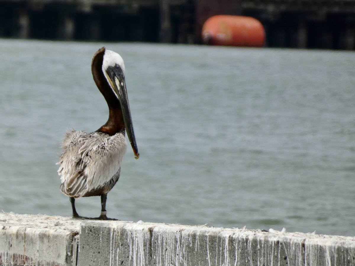 Brown Pelican - Kerry Eckhardt