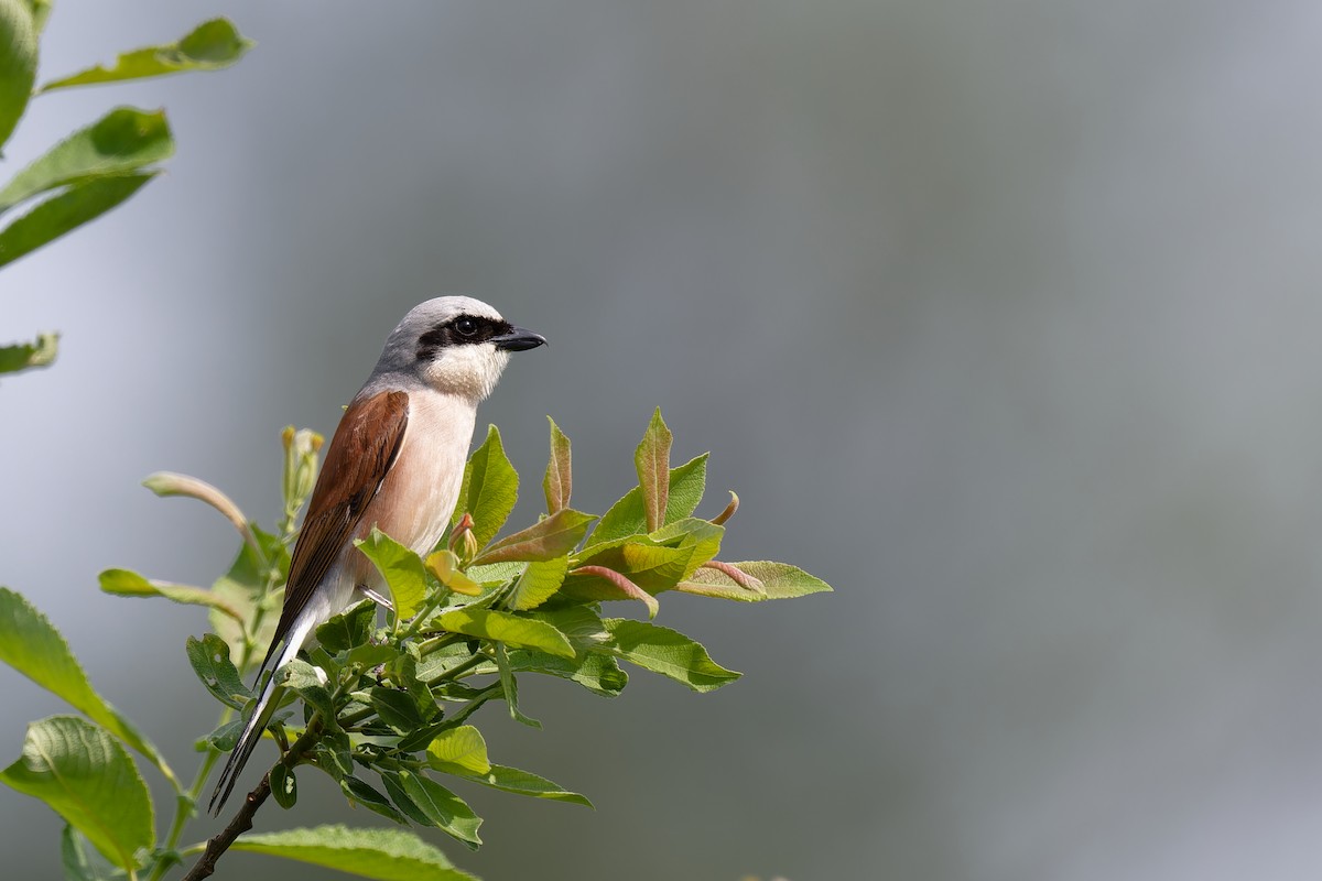 Red-backed Shrike - ML620147843