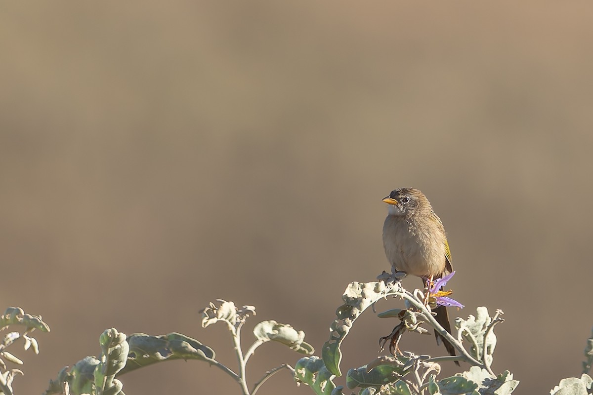 Wedge-tailed Grass-Finch - ML620147846