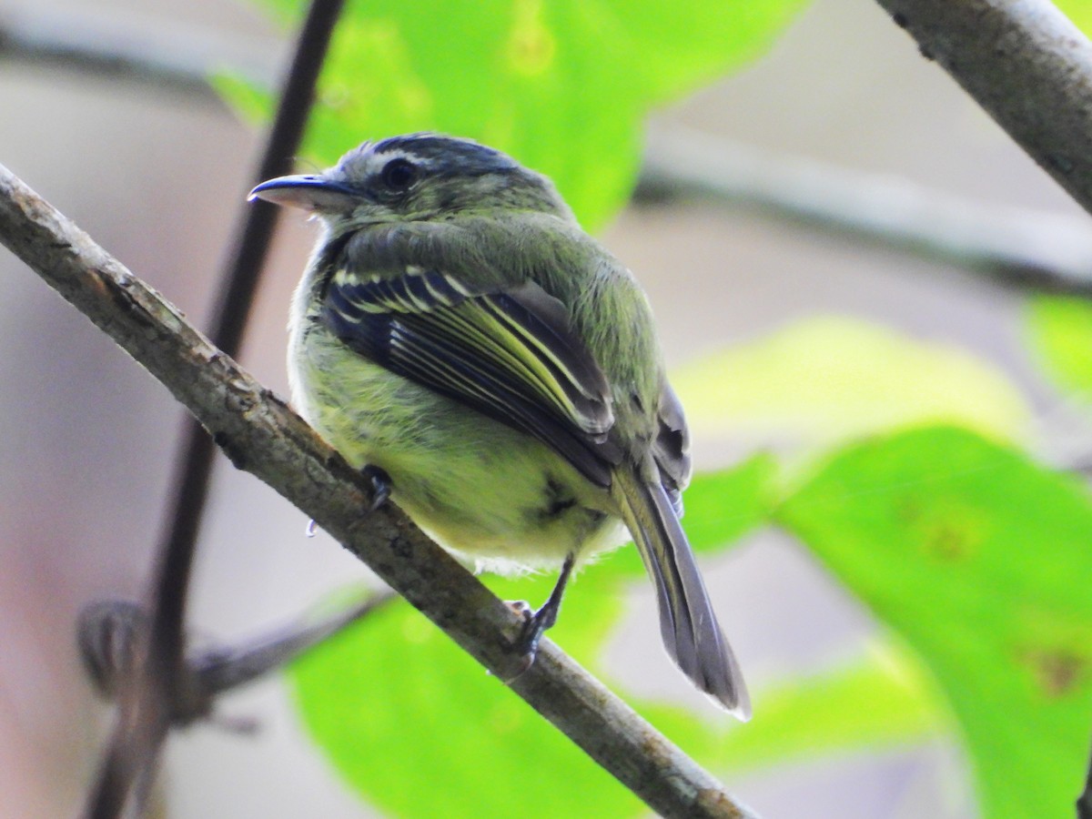 Yellow-olive Flatbill - Robert Lambeck