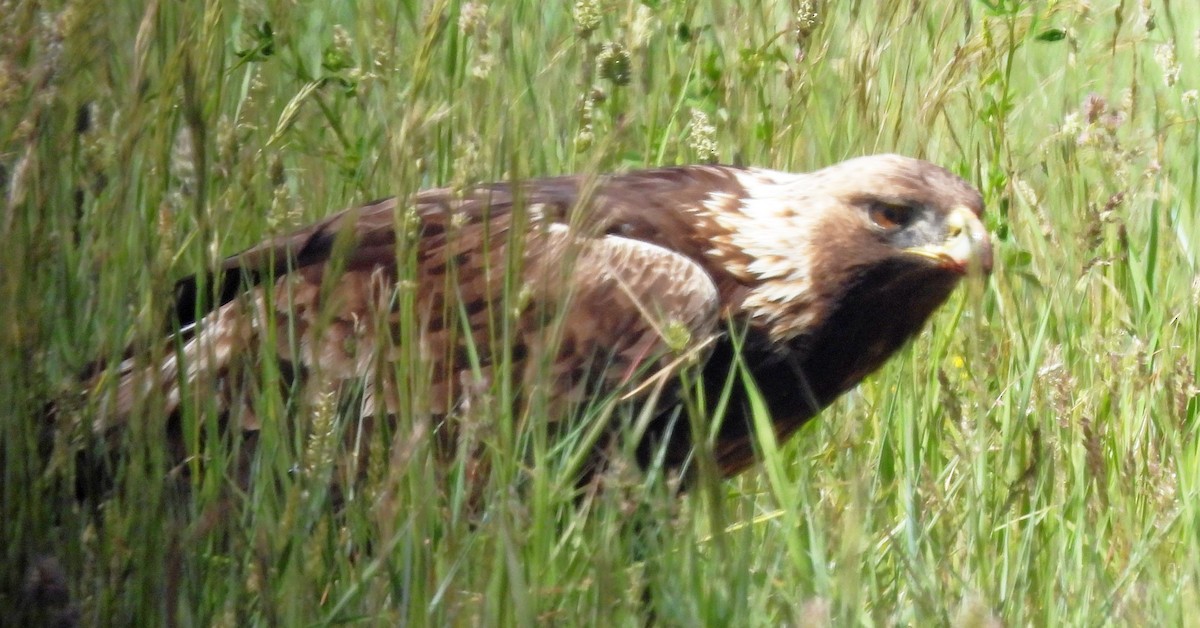 Golden Eagle - ML620147865