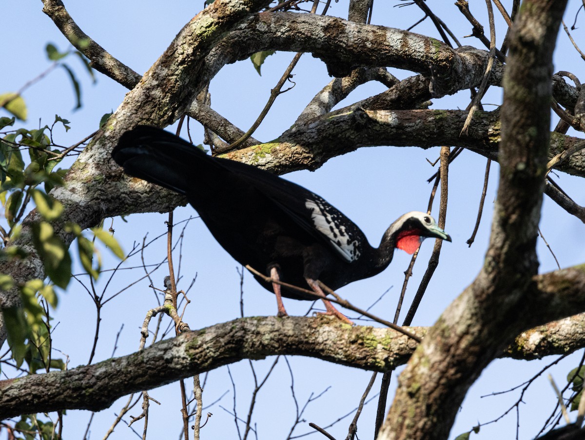 Red-throated Piping-Guan - ML620147868