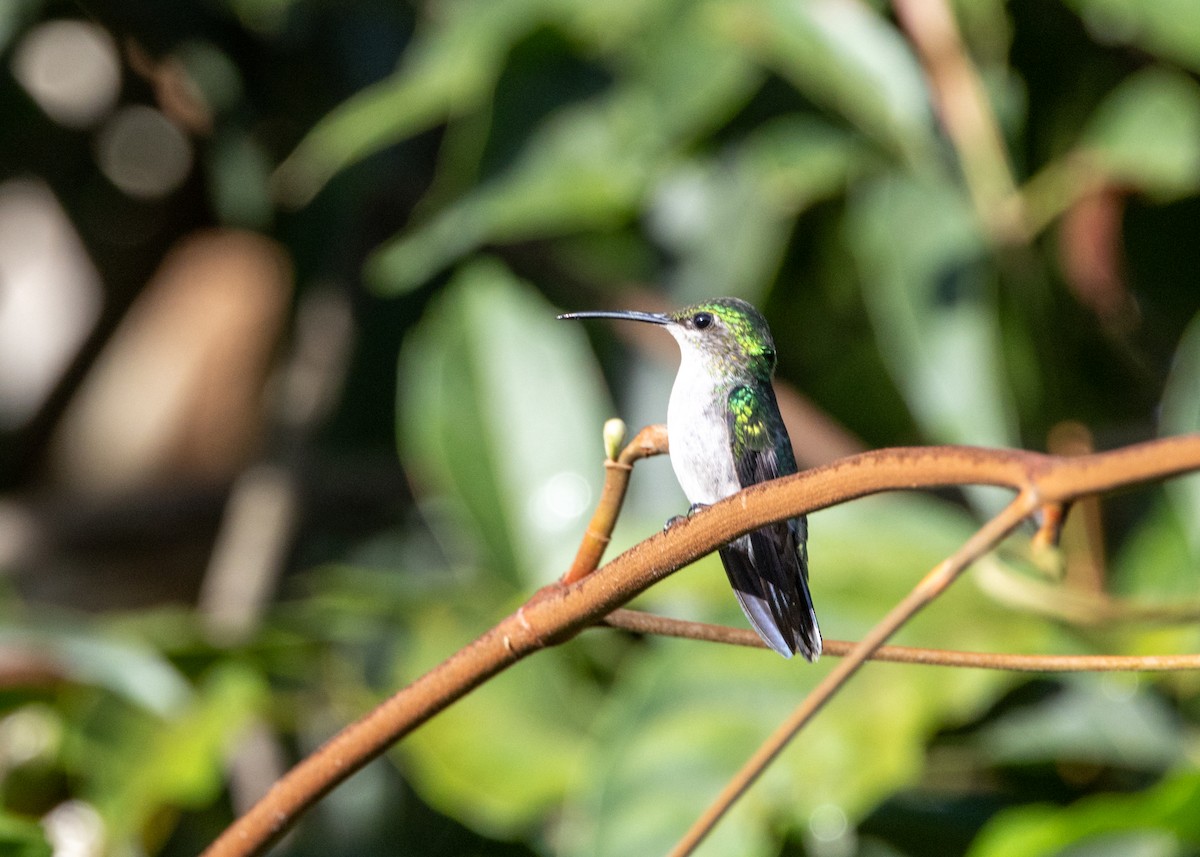 kolibřík nymfový - ML620147871