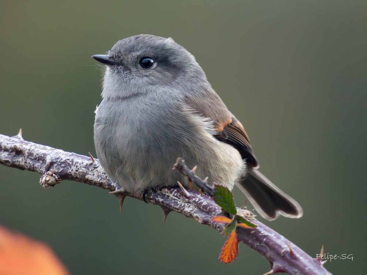 Patagonian Tyrant - ML620147877