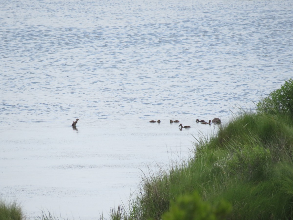 Gadwall - Eric Cormier