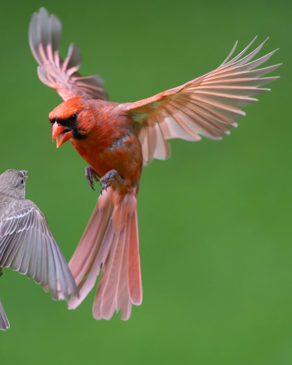 Cardinal rouge - ML620147907