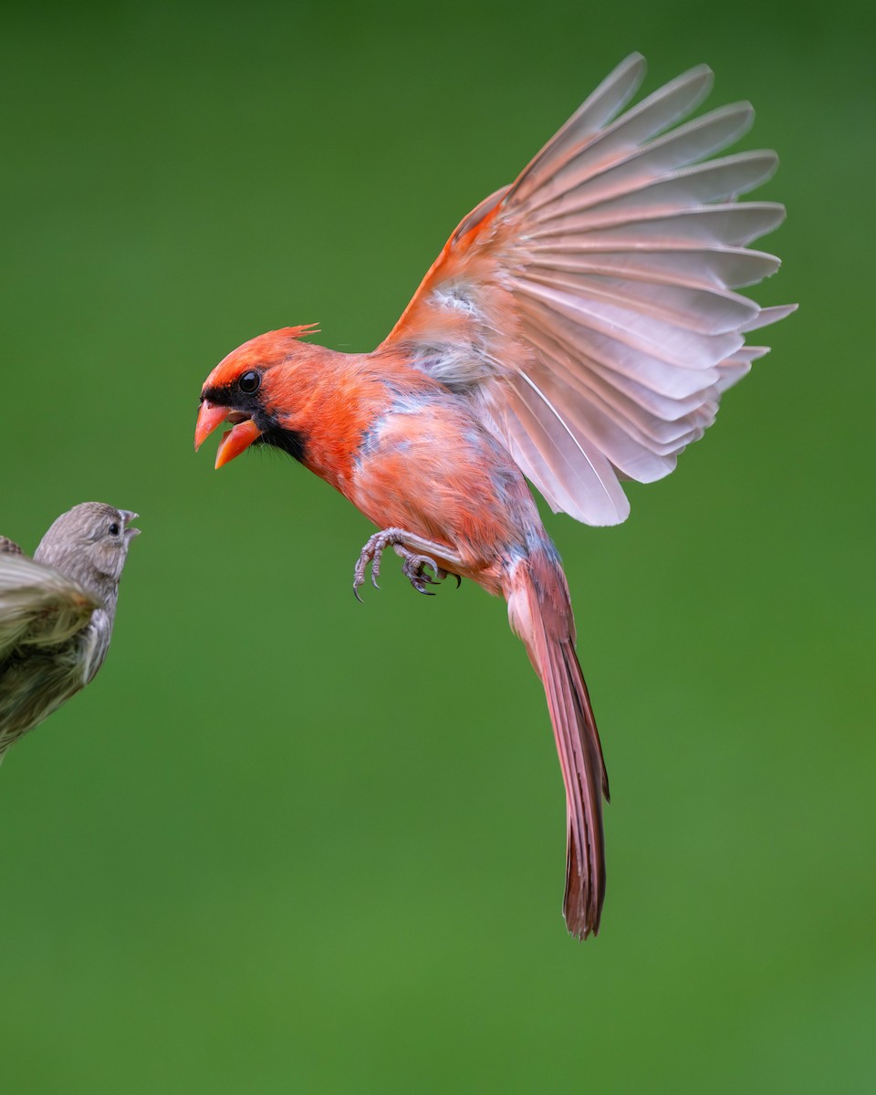 Cardinal rouge - ML620147909