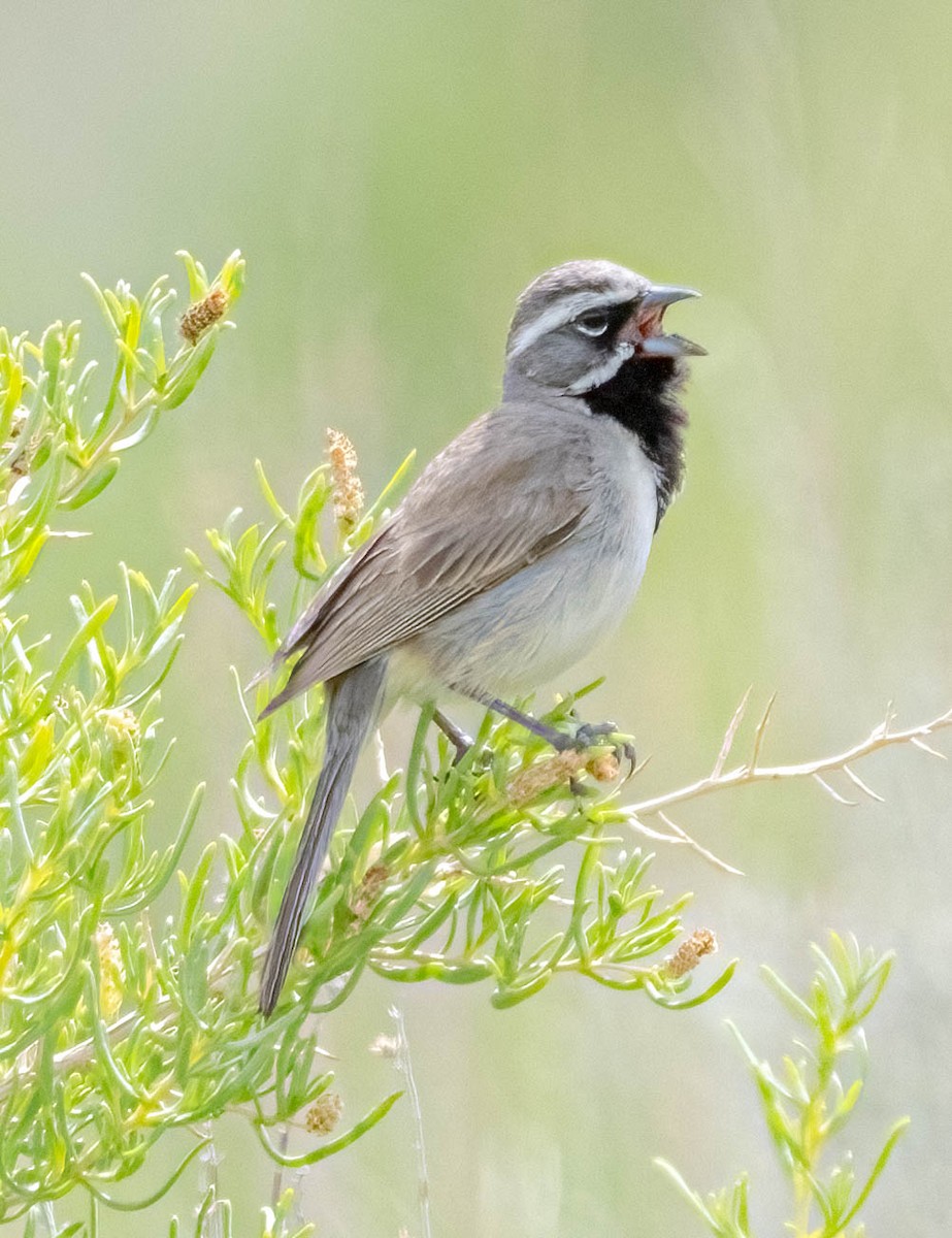 Black-throated Sparrow - ML620147910