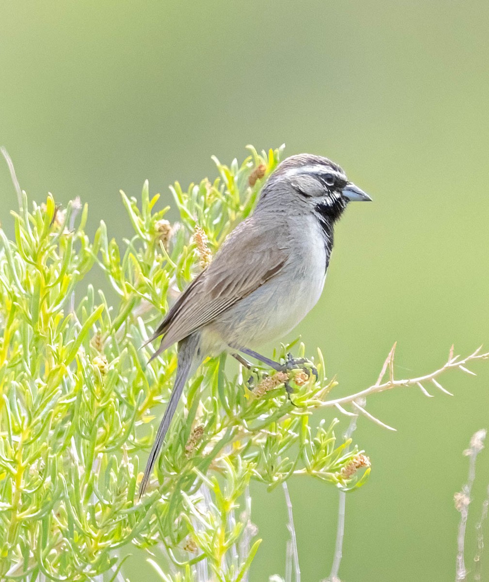 Black-throated Sparrow - ML620147911