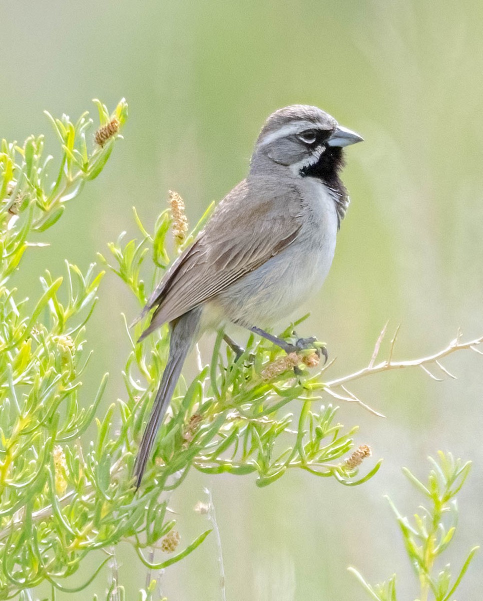 Black-throated Sparrow - ML620147912