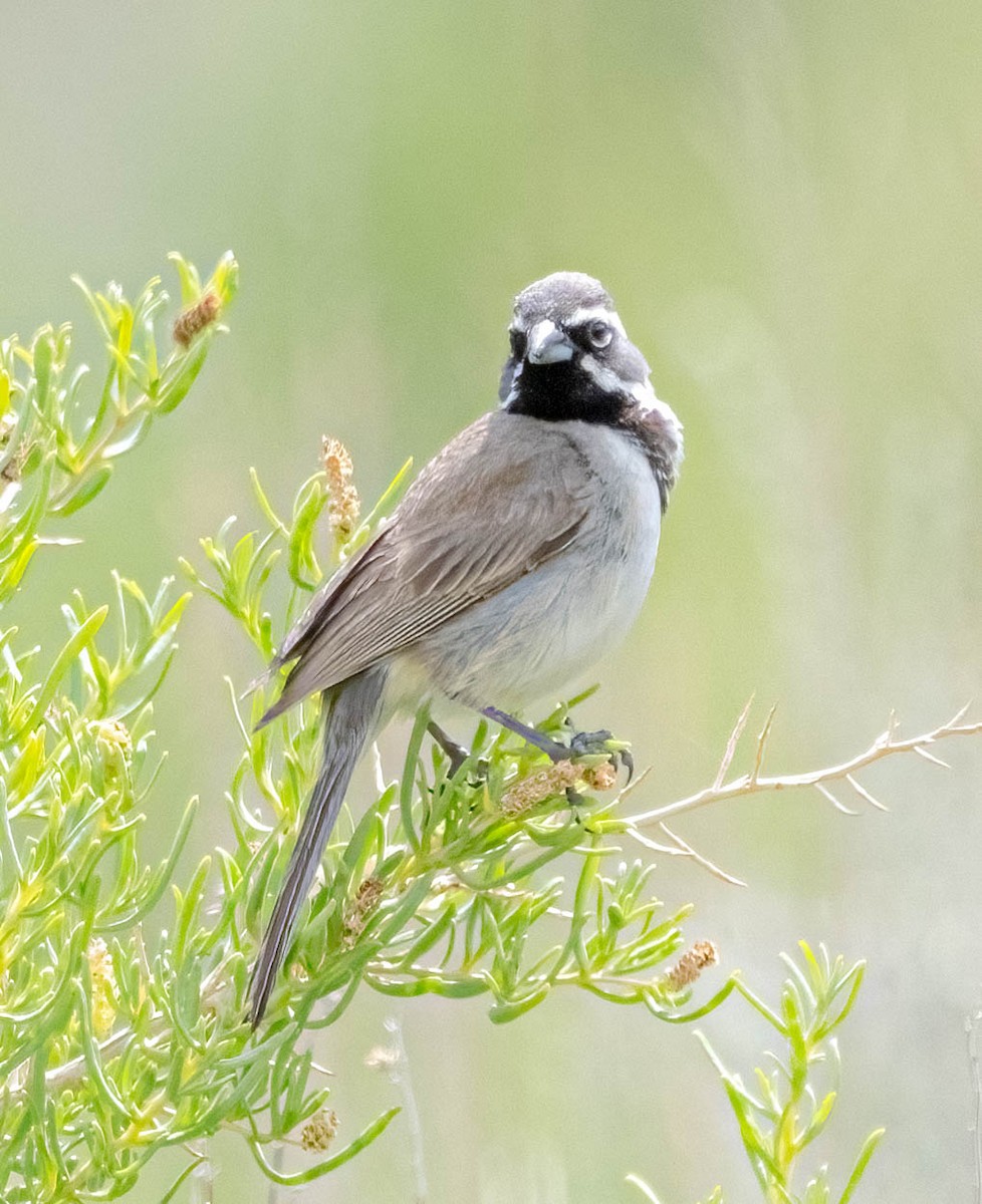 Black-throated Sparrow - ML620147913