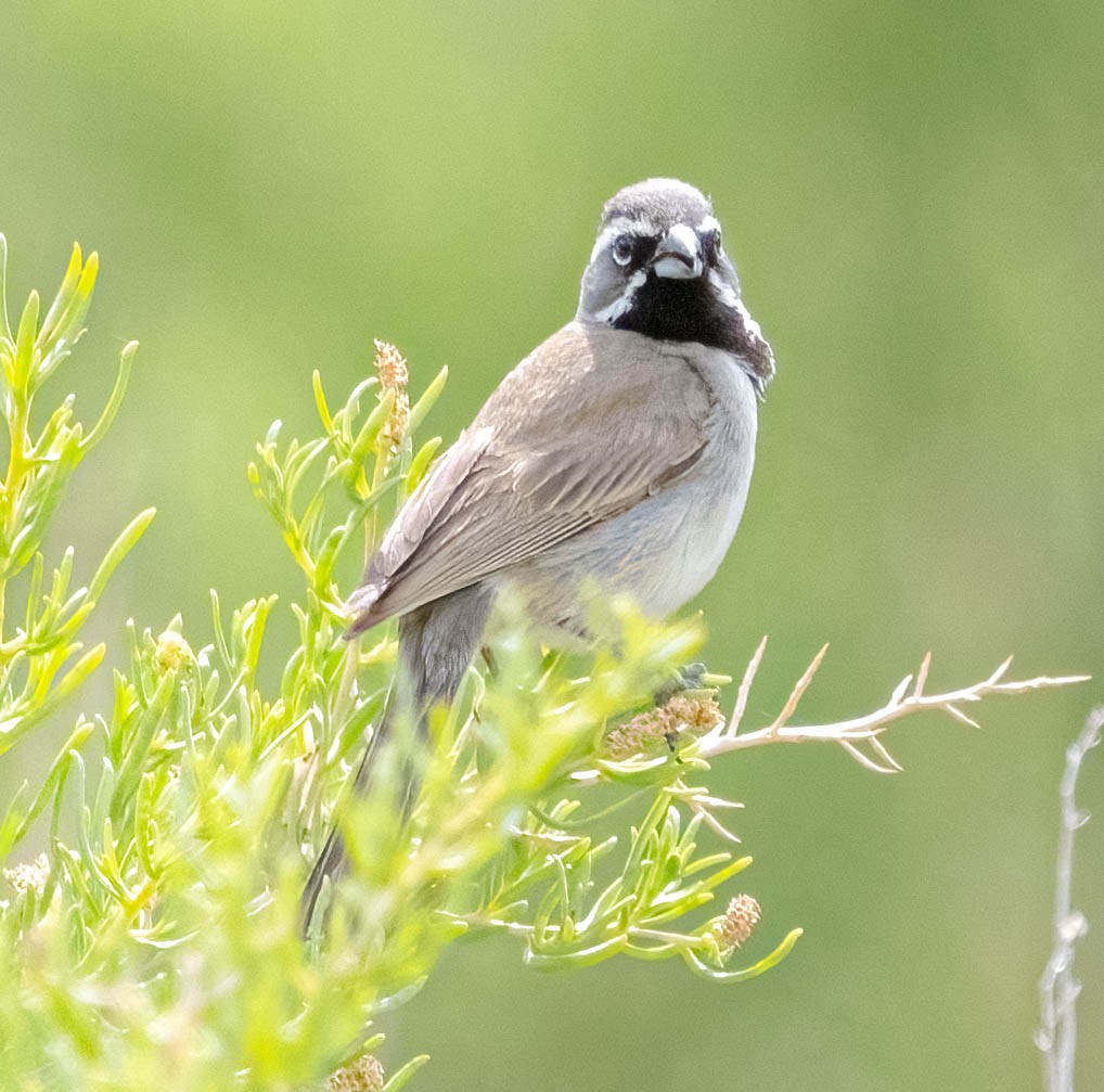 Black-throated Sparrow - ML620147914