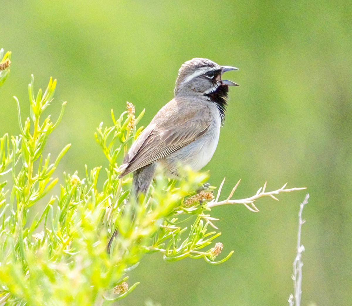 Black-throated Sparrow - ML620147915