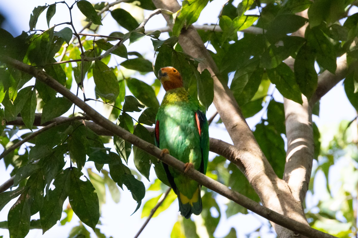 Bald Parrot - ML620147922