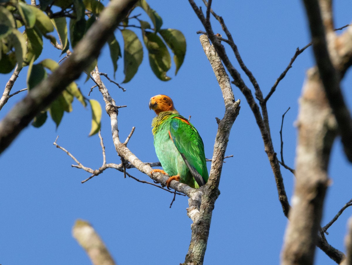 Bald Parrot - ML620147926