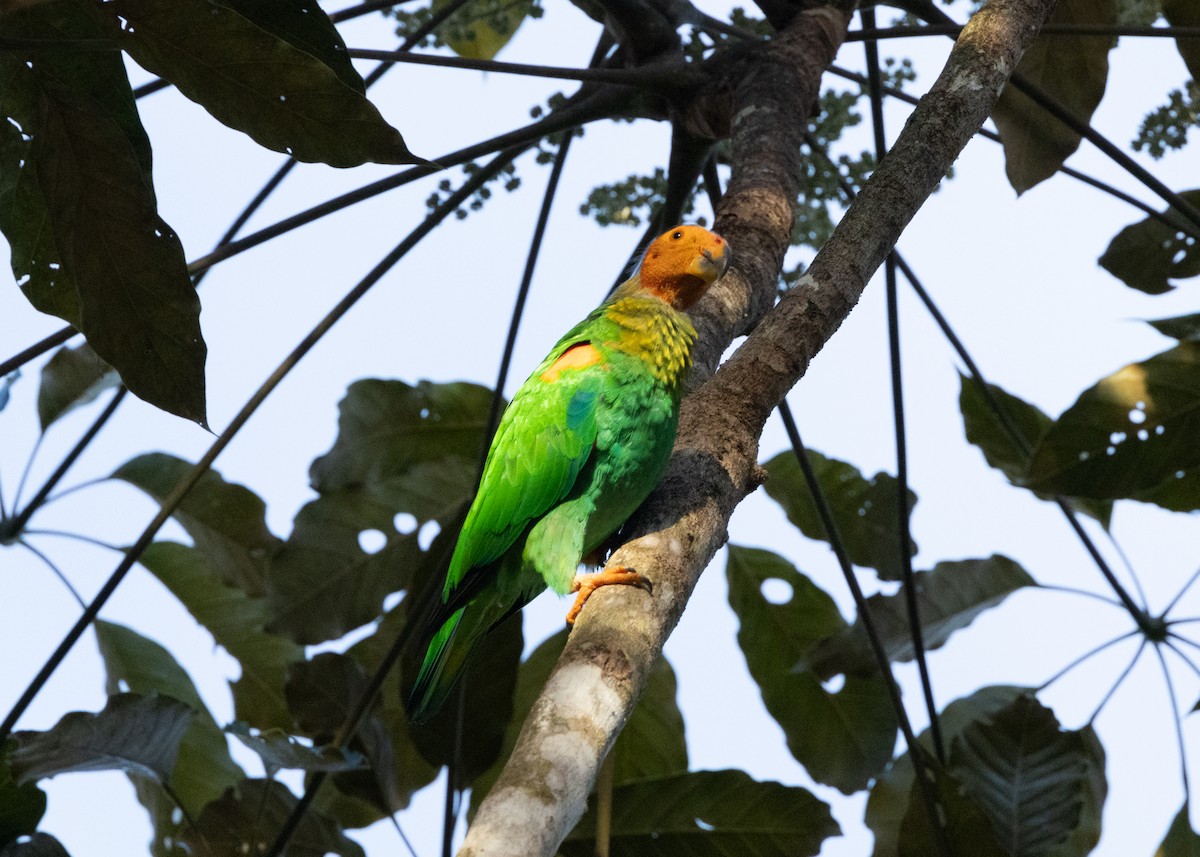 Bald Parrot - ML620147928