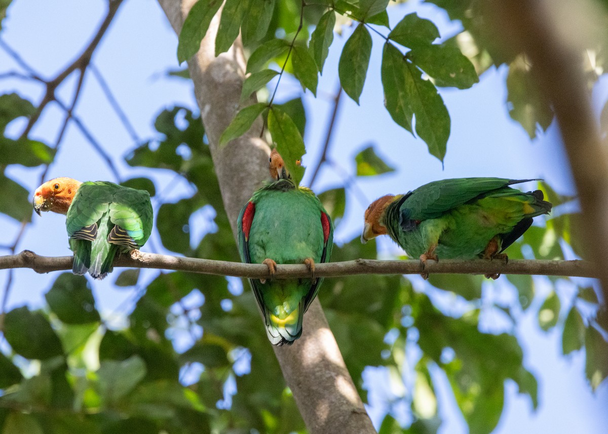 Bald Parrot - ML620147929