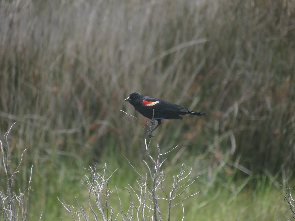 Red-winged Blackbird - ML620147931