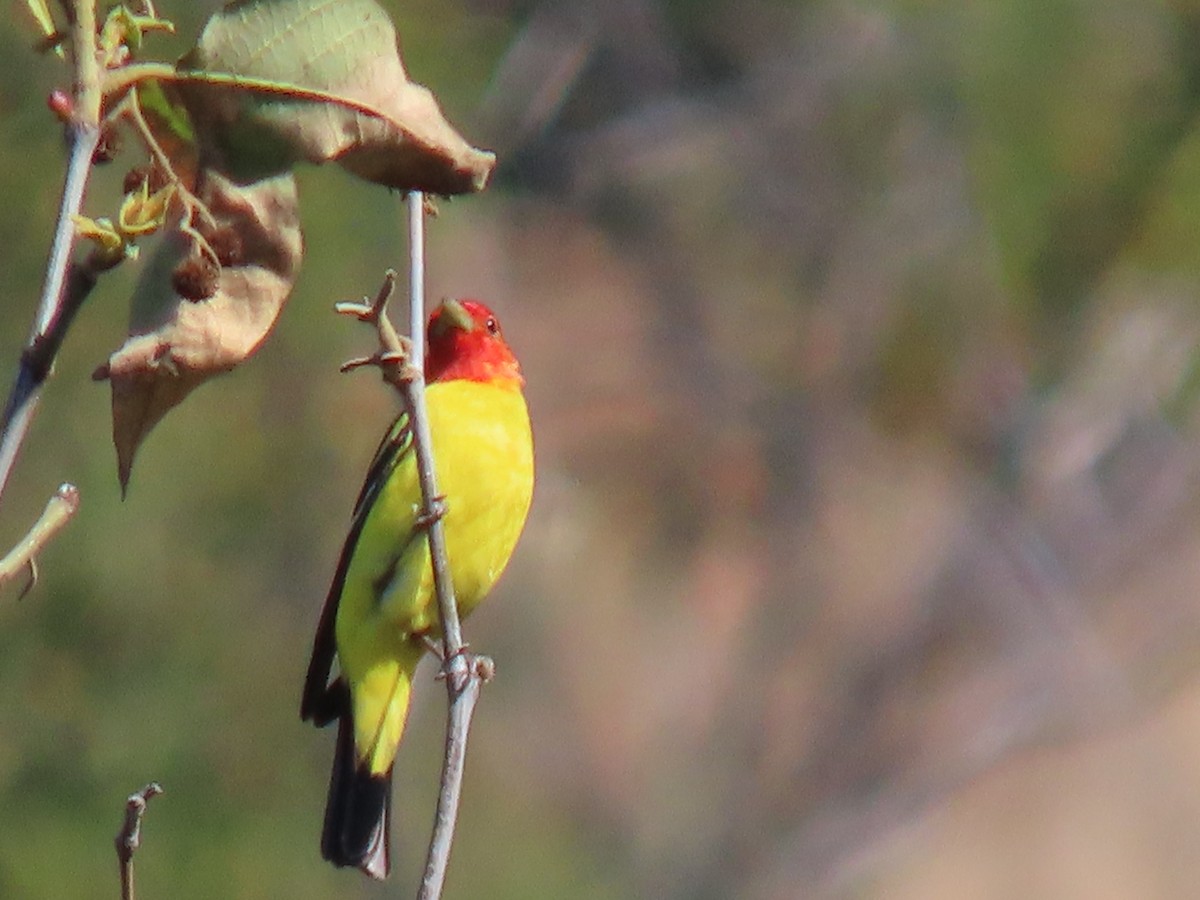 Western Tanager - ML620147932